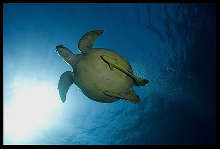 17-40 mm, Canon EOS 5D, Marsa Alam 2008 by Dejan Sarman 
