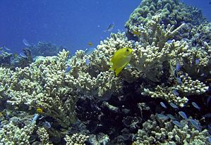 Beacon Reef, Thailand. Used Caplio Ricoh and Sea& Sea Hou... by Blair Hughes 