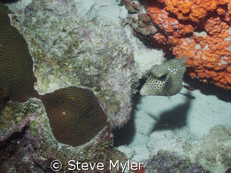 Smooth Trunkfish by Steve Myler 