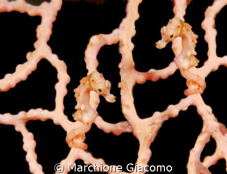Twin horse: Nikon D200, 105 macro,two strobo
Walea 2007-... by Marchione Giacomo 
