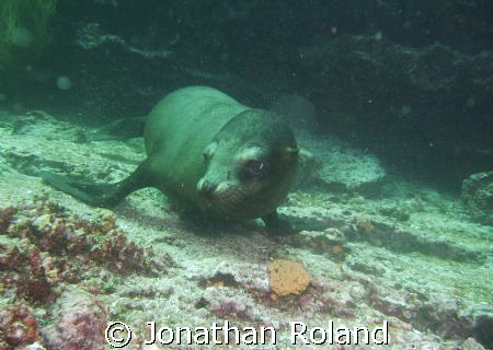 Sealion baby by Jonathan Roland 