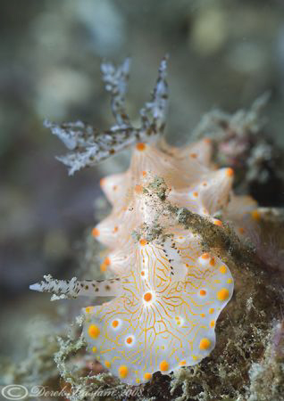 Nudibranch. Unknown. Lembeh straits. D200, 105mm. by Derek Haslam 