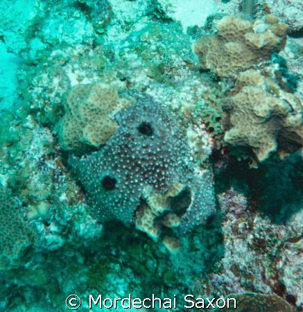 I call this one FACE. by Mordechai Saxon 