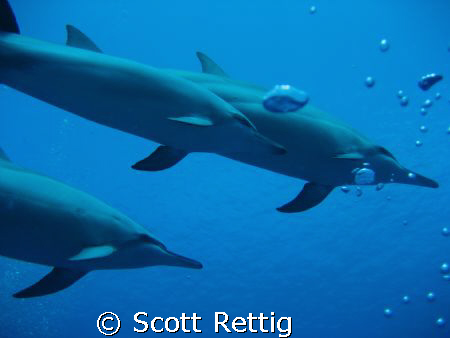 Big Island spinners by Scott Rettig 