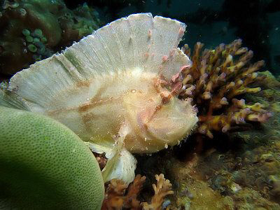 Waspfish by Paul Ng 