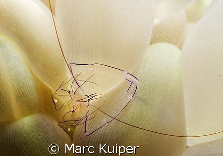 bubble coral shrimp. by Marc Kuiper 