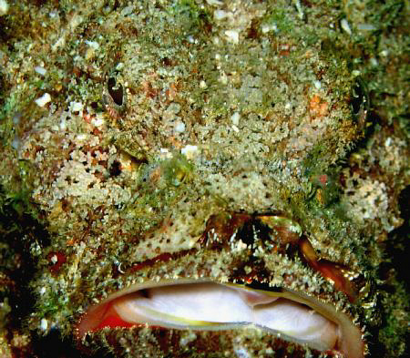 Paradise Island Resort,House Reef,Samal, Davao City by Bernard Maglana 