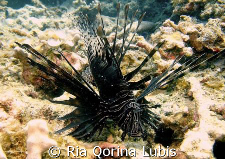 Black Lionfish by Ria Qorina Lubis 