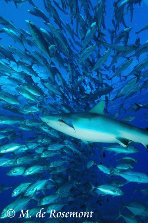 School of Jack fishes and grey reef shark. D50/12-24mm (B... by Moeava De Rosemont 