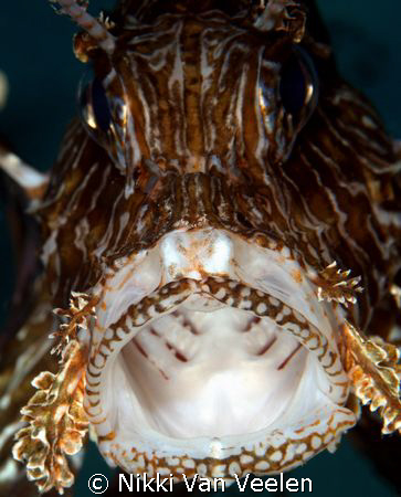 Lionfish yawning taken at Marsa Bareika with E300 and 105... by Nikki Van Veelen 