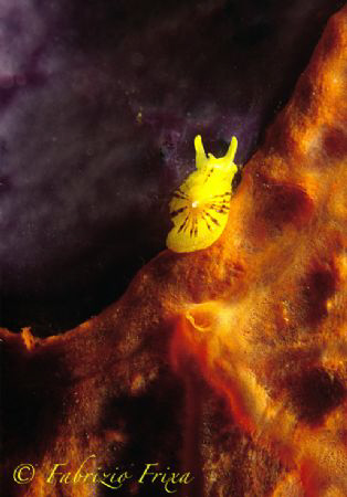 This tiny copy of "Tylodina perverse" photographed in the... by Fabrizio Frixa 
