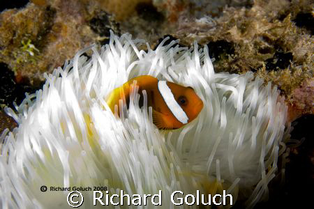 "Red,White in The Blue" by Richard Goluch 