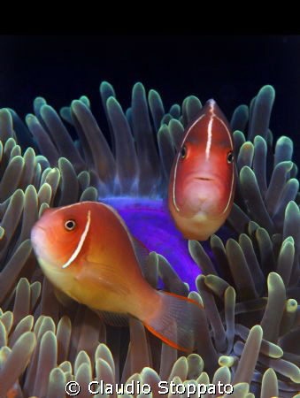 orange over violet by Claudio Stoppato 