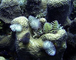 No Strobe. Taken off of St. Thomas, USVI by Blair Hughes 