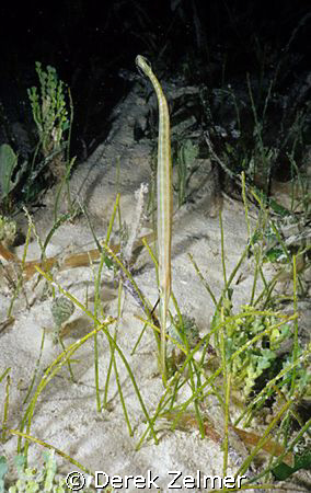 Juvenile trumpetfish...probably 8 inches in length. Graha... by Derek Zelmer 