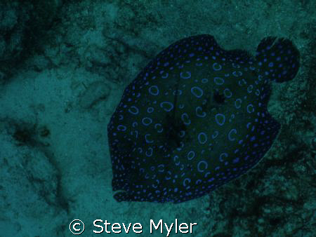Dazzling Peacock Flounder near the Salt City Dive site in... by Steve Myler 