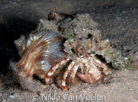 Anemone carrier taken during a night dive at Marsa Bareik... by Nikki Van Veelen 
