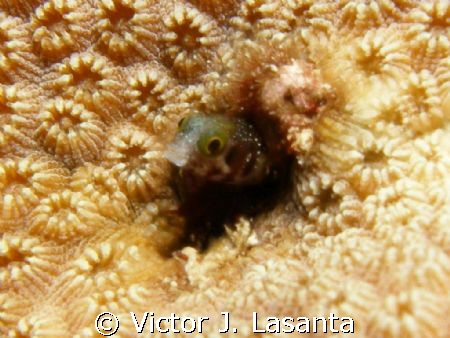 blennyin a star coral at balcones dive site in parguera a... by Victor J. Lasanta 