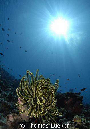 sipadan without divers :-)
d200, 10,5mm, 2 flashes by Thomas Lueken 