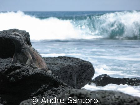 Marine Iguana in the Galapagos Islands
Canon G7 by Andre Santoro 