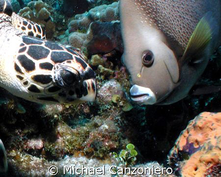 I saw it first!
Olympus 3040, tetra housing WA lens, Nik... by Michael Canzoniero 