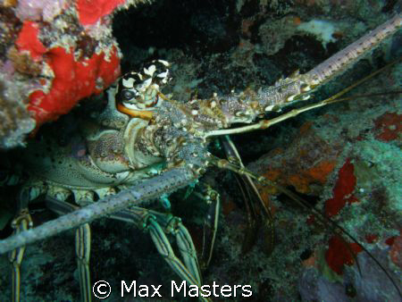 This is a carribean spiny lobster peaking around a piece ... by Max Masters 