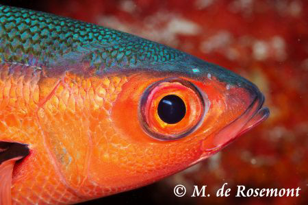 Close shot during a night dive. Maybe, someone could give... by Moeava De Rosemont 