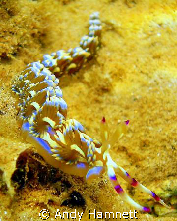 Pteraeolidia ianthina in shallow water by Andy Hamnett 