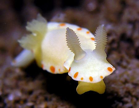 Noumea sulphurea, Bare Island by Doug Anderson 