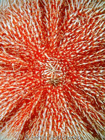 Sea Urchin by Sergiy Glushchenko 