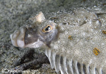 Plaice face.
Aughrusmore, Connemara.
60mm by Mark Thomas 