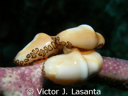 the race !!!!!at black wall dive site in parguera area!!!! by Victor J. Lasanta 