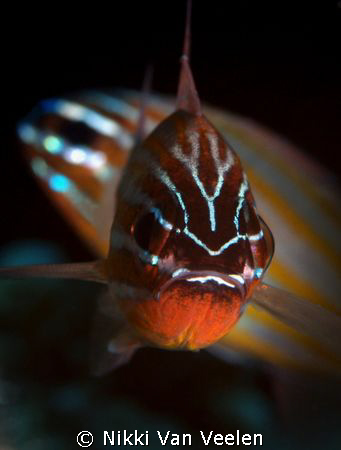 Anklet cardinalfish taken at Marsa Bareika with E300 and ... by Nikki Van Veelen 