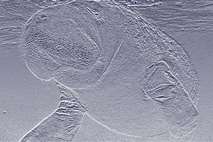 Manatee. Used Base Relief. Picture taken with Canon Rebel... by Blair Hughes 