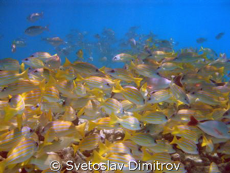 a lot of fishes by Svetoslav Dimitrov 
