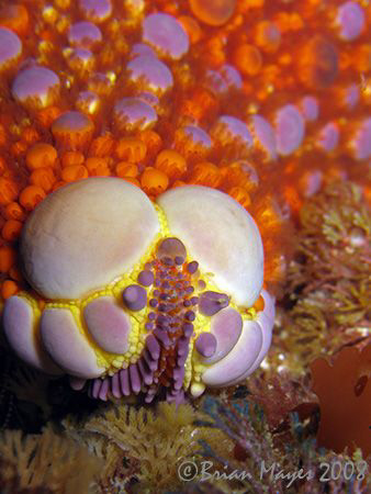 Firebrick Starfish (Asterodiscus truncatus)<><><><>Canon ... by Brian Mayes 