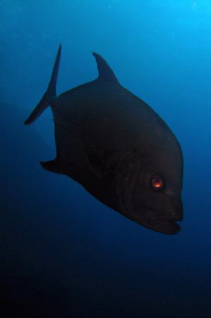Looks a demonic Black Jack up close and personal.  Shot w... by Juan Torres 