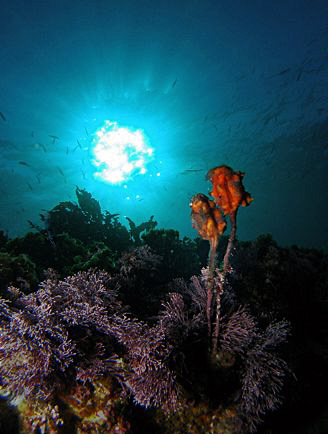 Ascidians, Clovelly by Doug Anderson 
