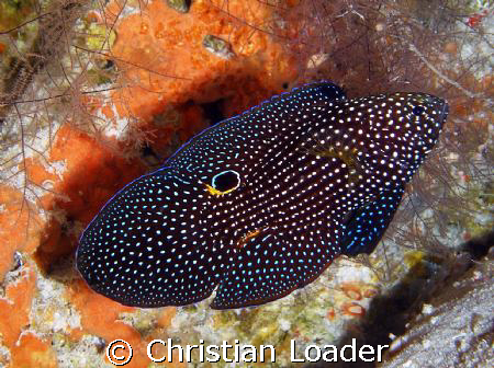 Comet Fish - in a small cave at Milaidhoo, Baa Atoll. Thi... by Christian Loader 