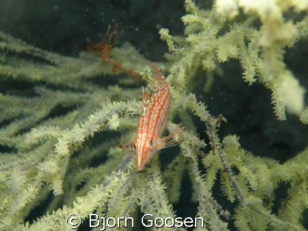 Longnose bullhorn fish. by Bjorn Goosen 
