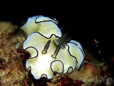 Nudi by Paul Ng 