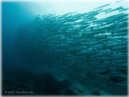Barracudas at the famous Barracuda Point at Sipadan Islan... by Kay Burn Lim 