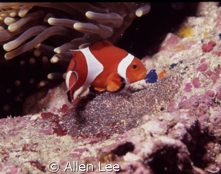 crown fish and eggs.Ken-Ting,Tailwan.F100,60mm,f22,1/125,... by Allen Lee 