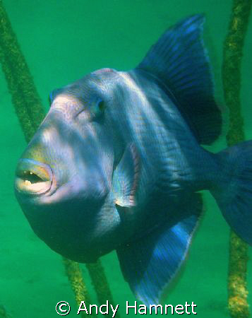 Blue Trigger turned towards me and warned me off. I took ... by Andy Hamnett 