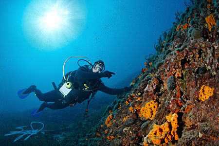 Underwater Scene from Halkidiki #1# by Nicholas Samaras 
