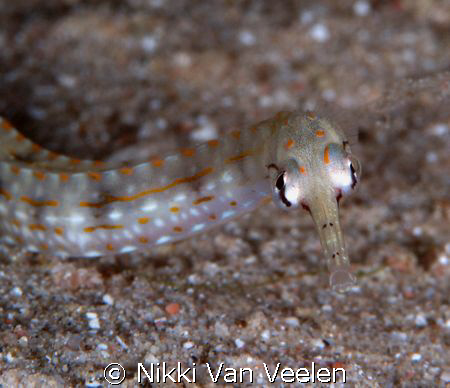 Schultz's pipefish taken at Marsa Bareika with E300 and 1... by Nikki Van Veelen 