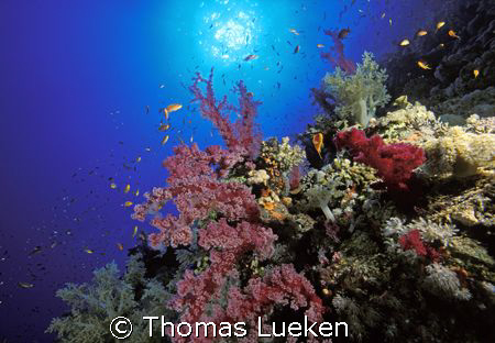 Nikon F100 in Seacam-Housing by Thomas Lueken 