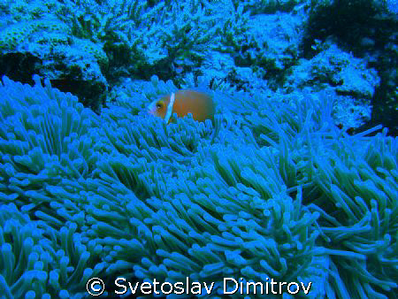 cloun fish in the anemony by Svetoslav Dimitrov 