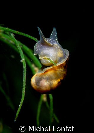 A lake Snail called "Limnée" - it is about 2 cm big. You ... by Michel Lonfat 