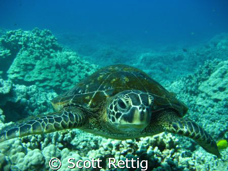 Little honu in Hawaii by Scott Rettig 